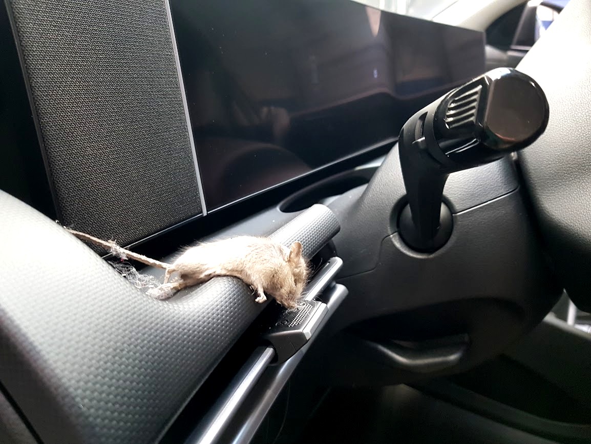 Deze muis is niet moe, het kan zelfs niet meer slapen.